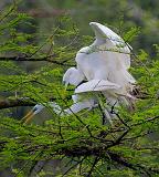 Breeding Egrets 46095